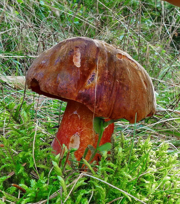 hríb zrnitohlúbikový Sutorius luridiformis (Rostk.) G. Wu & Zhu L. Yang