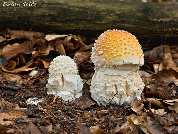 muchotrávka červená Amanita muscaria (L.) Lam.