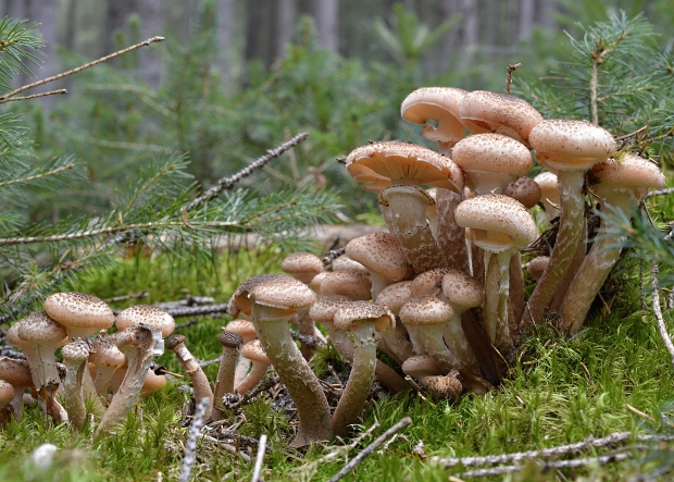 podpňovka tmavá Armillaria ostoyae (Romagn.) Herink