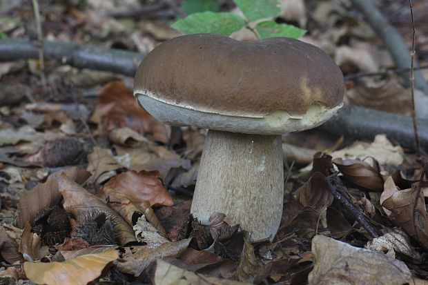 hríb smrekový Boletus edulis Bull.