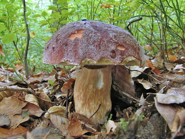 hríb sosnový Boletus pinophilus Pil. et Dermek in Pil.