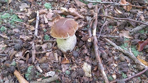 hríb dubový Boletus reticulatus Schaeff.