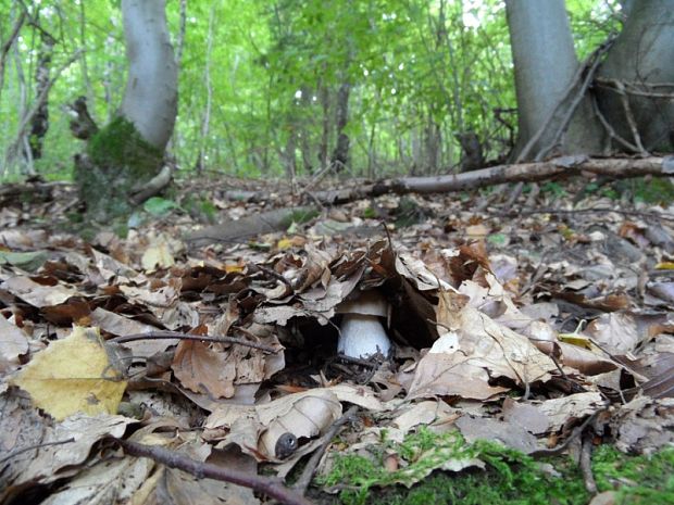 hríb dubový Boletus reticulatus Schaeff.