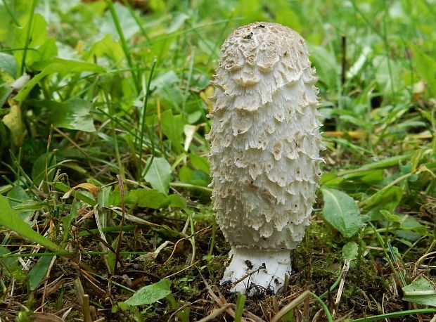 hnojník obyčajný Coprinus comatus (O.F. Müll.) Pers.