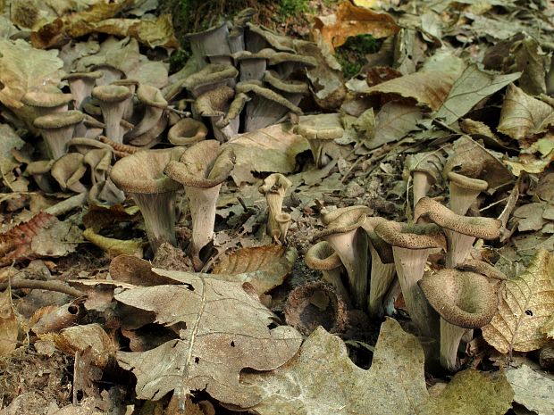 lievik trúbkovitý Craterellus cornucopioides (L.) Pers.