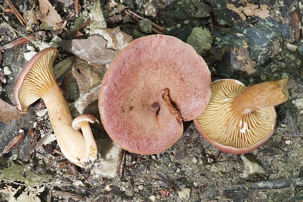 rýdzik fialovkastý Lactarius lilacinus (Lasch) Fr.