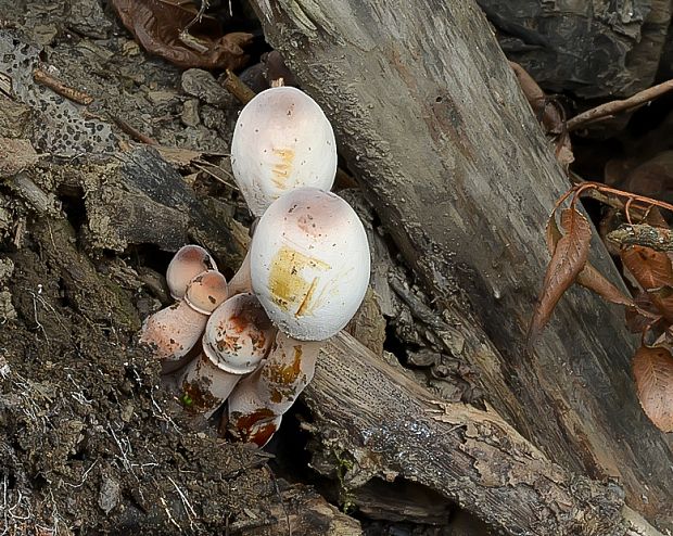 bedľovec Bresadolov Leucoagaricus americanus (Peck) Vellinga