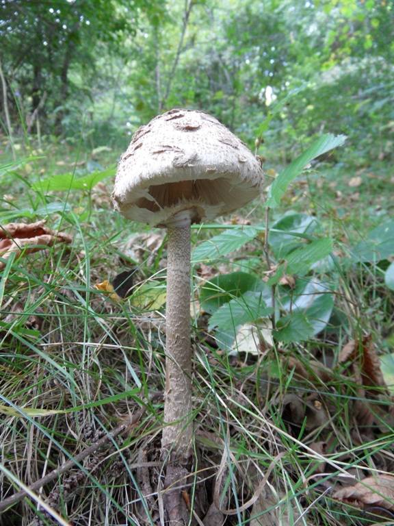 bedľa vysoká Macrolepiota procera (Scop.) Singer