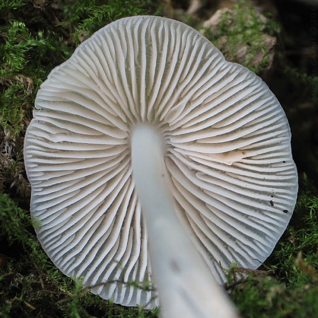 prilbička ružovolupeňová Mycena galericulata (Scop.) Gray