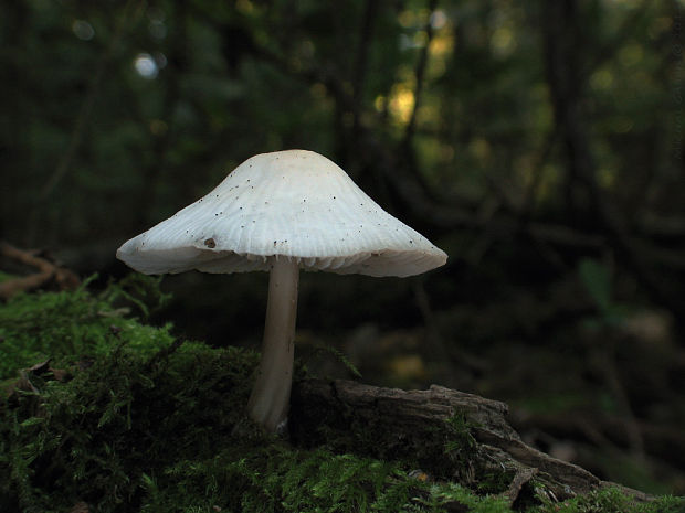 prilbička ružovolupeňová Mycena galericulata (Scop.) Gray