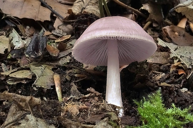 prilbička ružovkastá Mycena rosea Gramberg