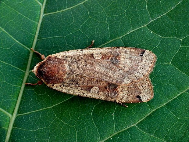 mora štiavová (sk) / osenice šťovíková (cz) Noctua pronuba Linnaeus, 1758