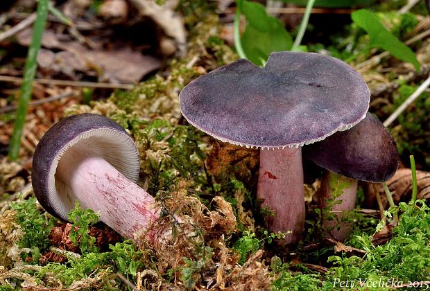 plávka Quéletova Russula queletii Fr.