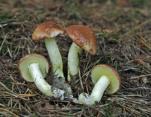 masliak zrnitý Suillus granulatus (L.) Roussel