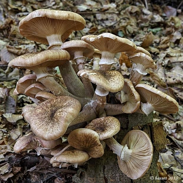 podpňovka tmavá Armillaria ostoyae (Romagn.) Herink