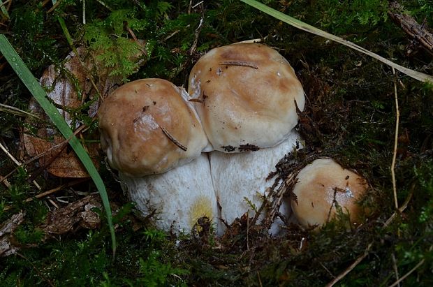 hríb smrekový Boletus edulis Bull.