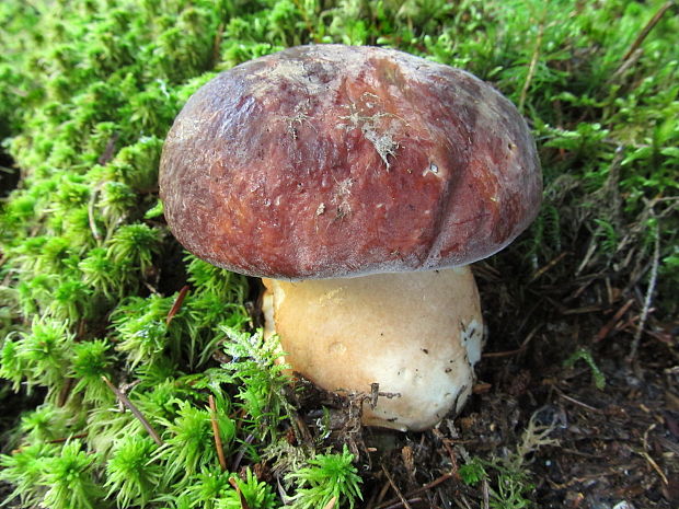 hríb sosnový Boletus pinophilus Pil. et Dermek in Pil.