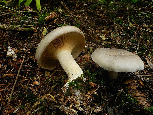 strmuľka inovaťová Clitocybe nebularis (Batsch) P. Kumm.