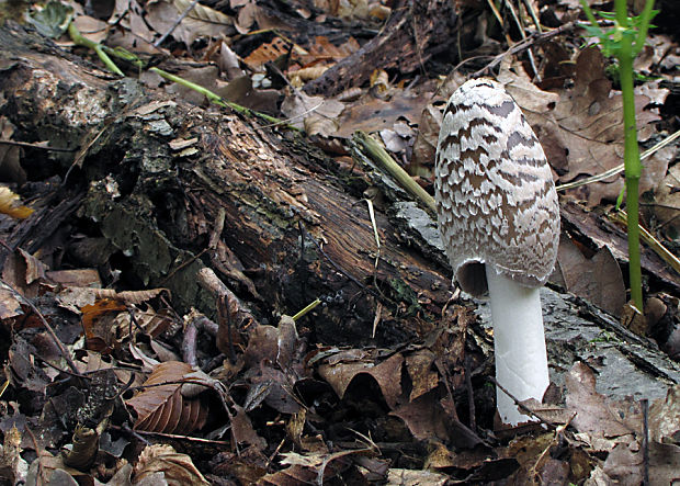 hnojník strakatý Coprinopsis picacea (Bull.) Redhead, Vilgalys & Moncalvo