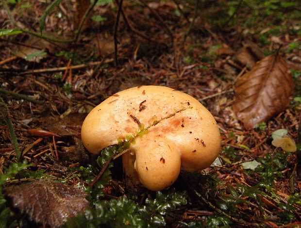 rýdzik smrekový Lactarius deterrimus Gröger