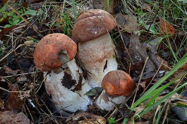 kozák dubový Leccinum aurantiacum (Bull.) Gray