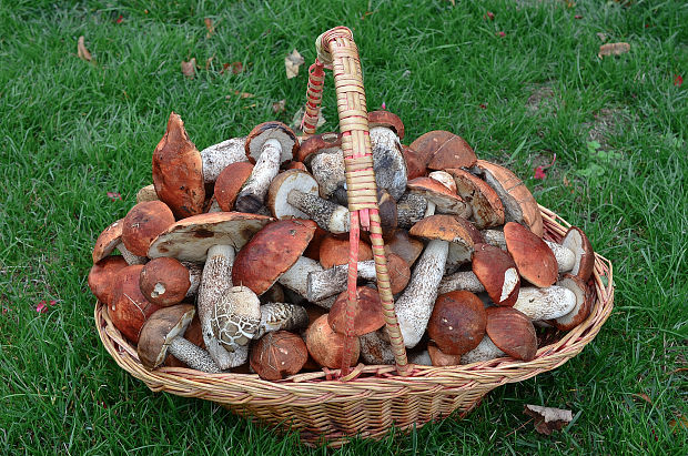 kozák Leccinum sp.