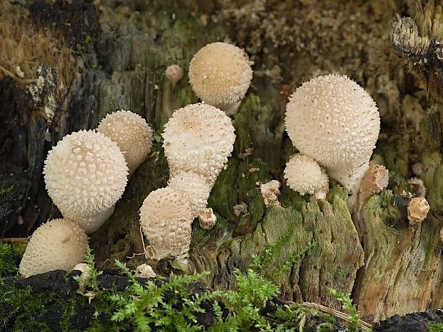 prášnica hruškovitá Lycoperdon pyriforme Schaeff.