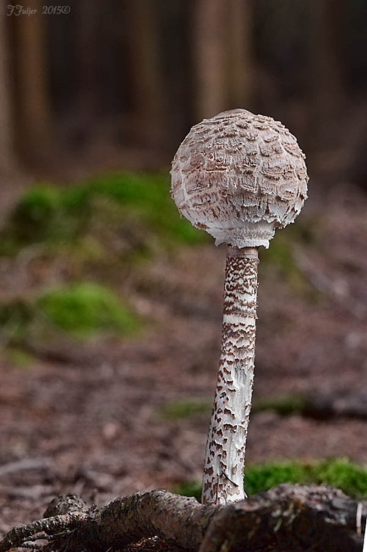 bedľa vysoká Macrolepiota procera (Scop.) Singer