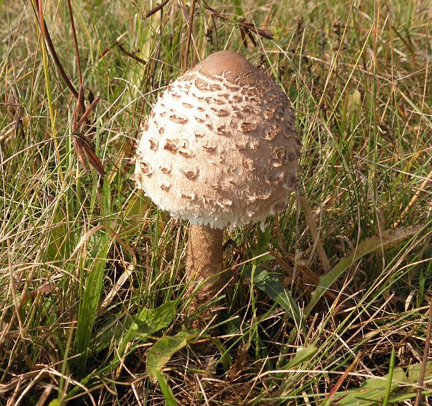 bedľa vysoká Macrolepiota procera (Scop.) Singer