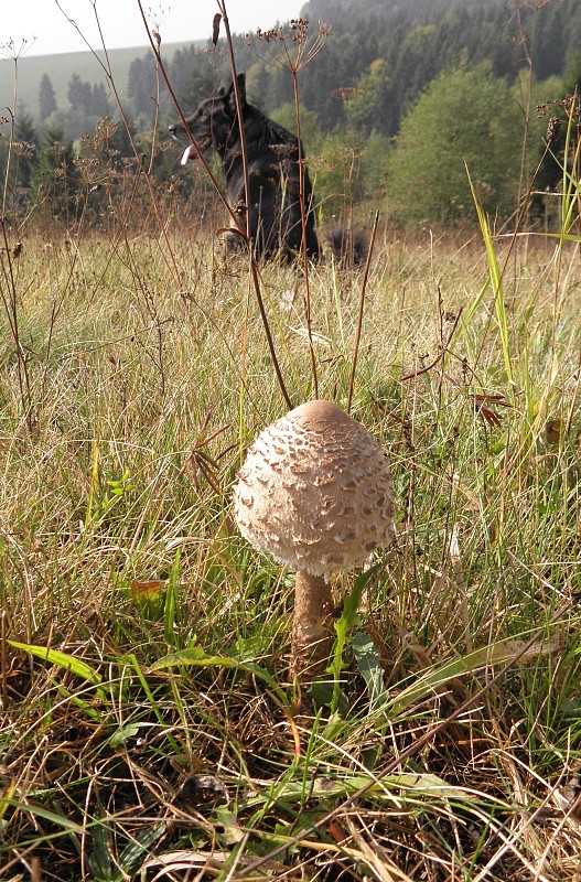 bedľa vysoká Macrolepiota procera (Scop.) Singer