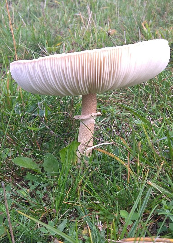 bedľa Macrolepiota sp.