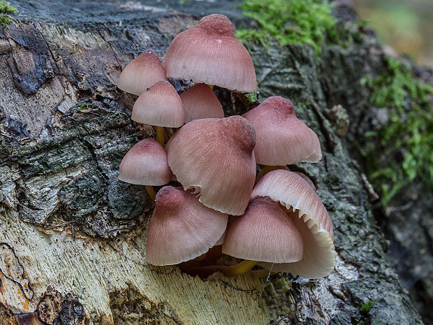 prilbička žltohlúbiková Mycena renati Quél.