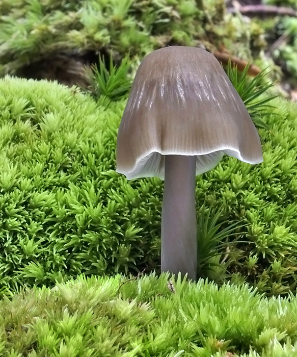 prilbička Mycena sp.