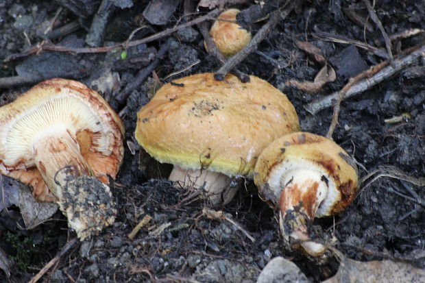 čechračka podvinutá Paxillus involutus (Batsch) Fr.