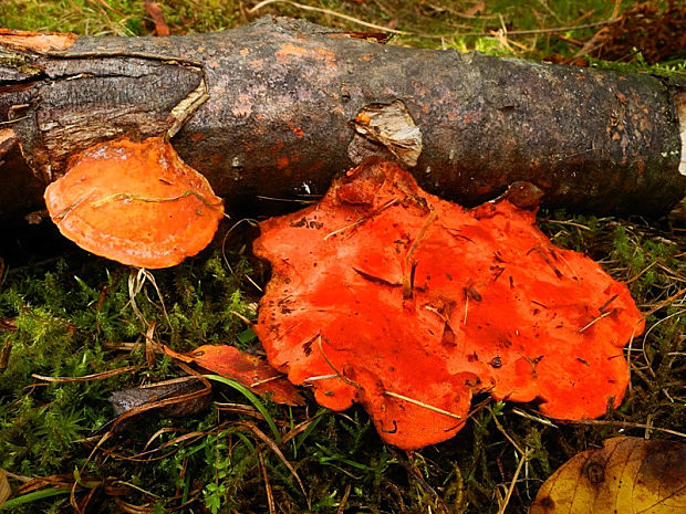 červenica rumelková Pycnoporus cinnabarinus (Jacq.) P. Karst.