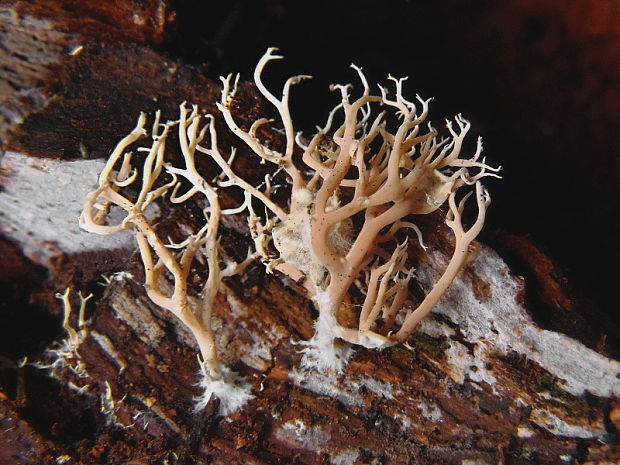 strapačka drevná Ramaria rubella (Schaeff.) R.H. Petersen