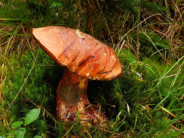 hríb zrnitohlúbikový Sutorius luridiformis (Rostk.) G. Wu & Zhu L. Yang