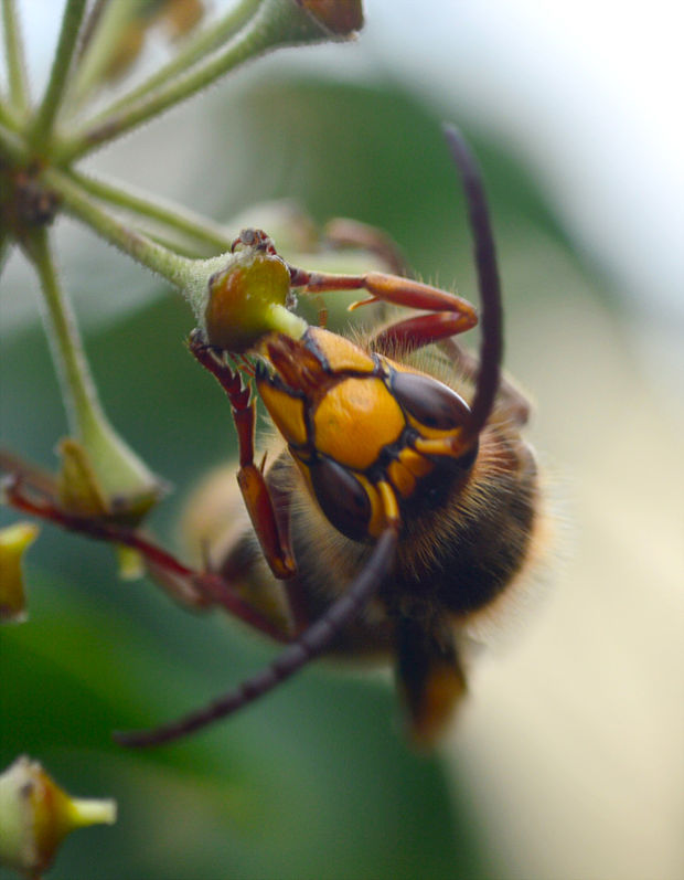 sršeň obyčajný Vespa crabro