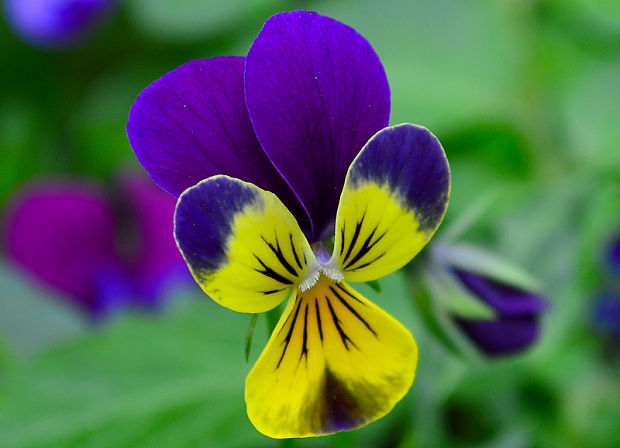 fialka trojfarebná Viola tricolor L. emend. F. W. Schmidt