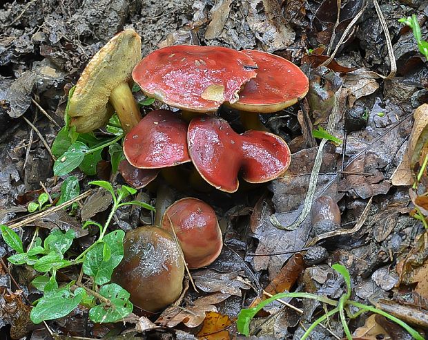 suchohríb Xerocomus sp.