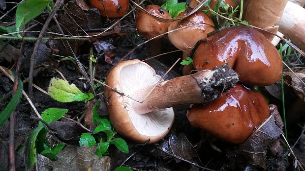 čírovka slizká Tricholoma ustaloides Romagn.