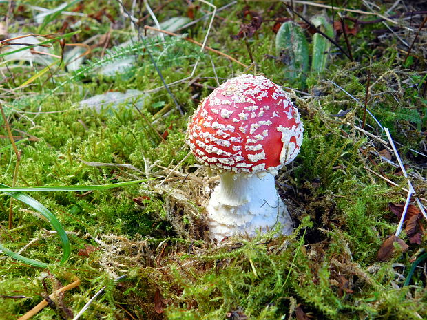 muchotrávka červená Amanita muscaria (L.) Lam.