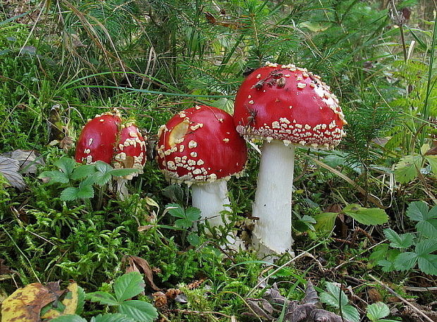 muchotrávka červená Amanita muscaria (L.) Lam.