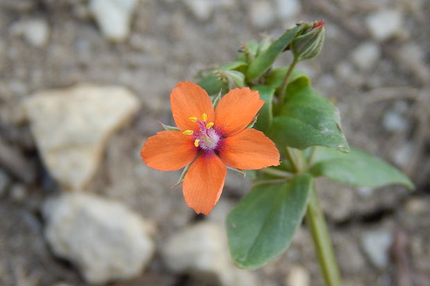 drchnička roľná Anagallis arvensis L.