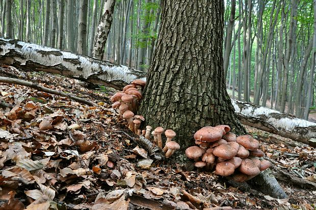 podpňovka obyčajná Armillaria mellea (Vahl) P. Kumm.