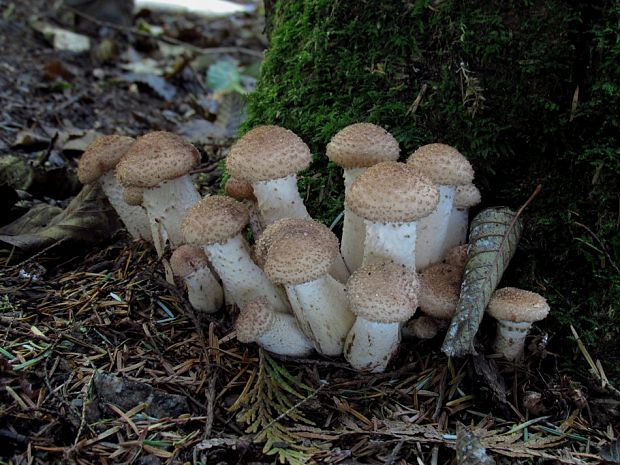 podpňovka Armillaria sp.