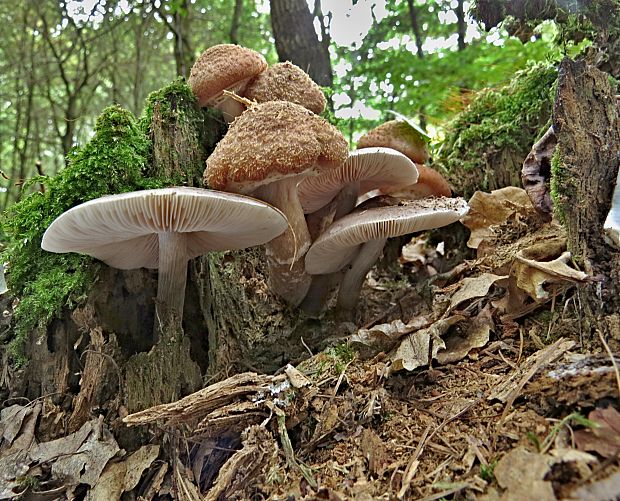 podpňovka Armillaria sp.