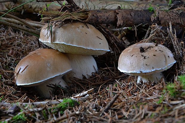 hríb smrekový Boletus edulis Bull.