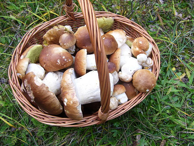 hríb smrekový Boletus edulis Bull.