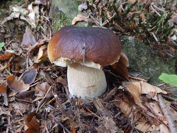 hríb smrekový Boletus edulis Bull.